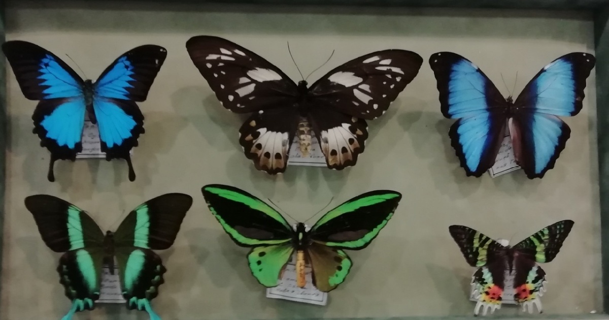картинка Композиция с бабочками